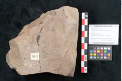Foto (Objekt + Etikett) von Quercus pseudolonchitis Ettingshausen (NHMW-GEO-2024-0188-7977)